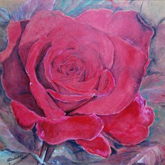rote Rose rote Rose