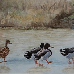 Enten auf vereistem Teich 