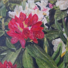 Rhododendron